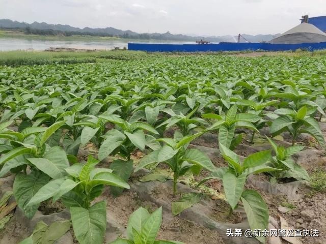 一条“抖音”视频，牵扯出一桩售卖假冒雪茄烟案件