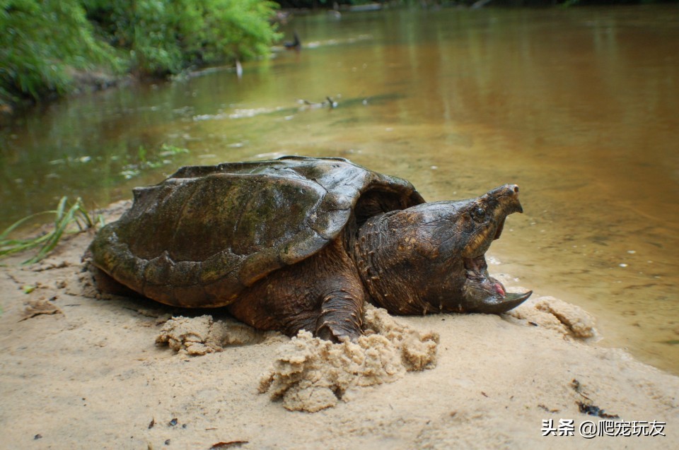 鳄龟咬伤怎么处理,鳄龟为什么会被人咬伤