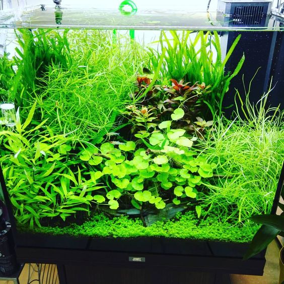 新开草缸早期如何维护,新开草缸怎么样快速培菌