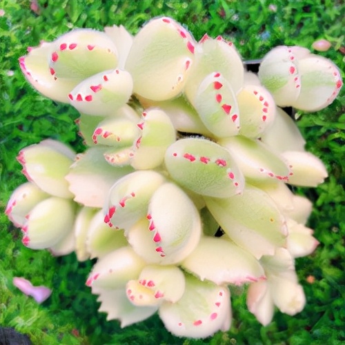 各类萌萌哒小宠,可爱超萌小宠