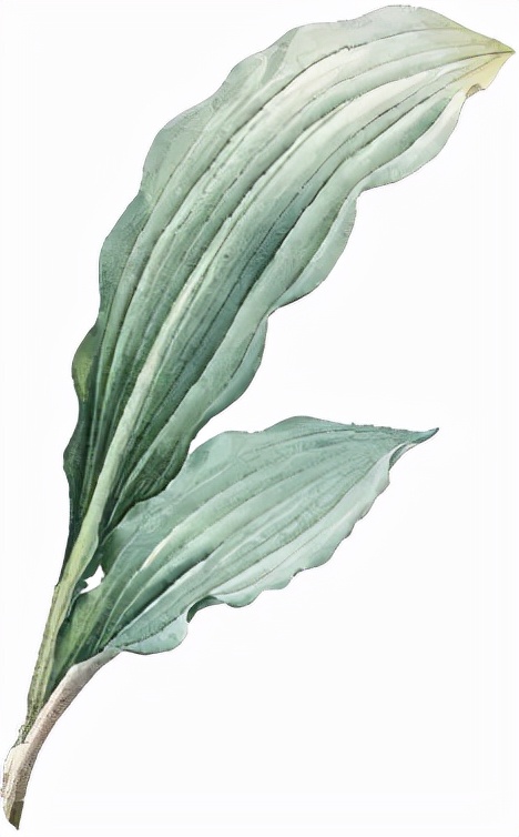 蚕丝面膜蚕丝蛋白,蚕丝蛋白面膜的功效与作用