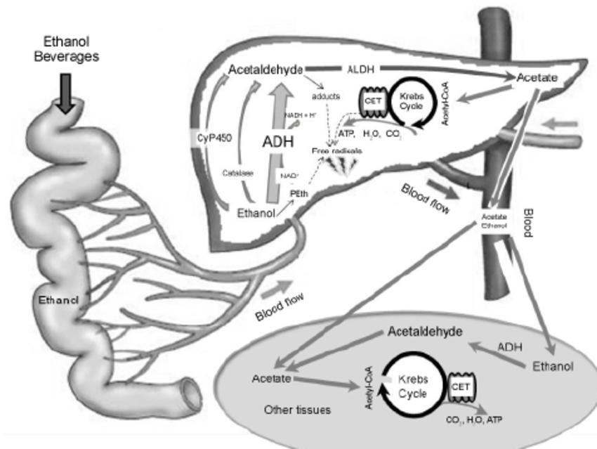 浙江大伯中毒事件,大人误食75%乙醇消毒液