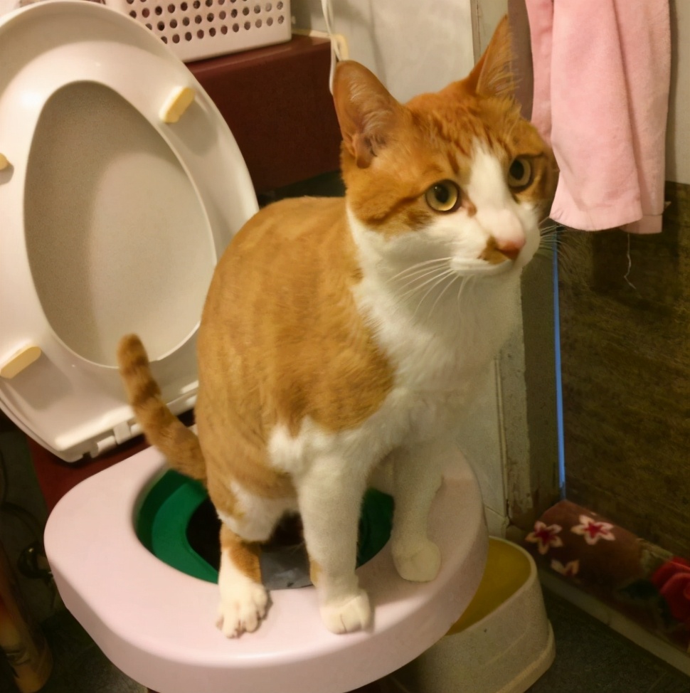 猫咪眼睛上火用什么眼药水,猫咪不爱喝水上火怎么办