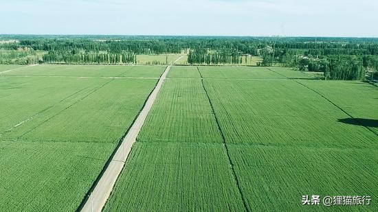 沙雅胡杨林自然保护区,新疆沙雅胡杨林介绍