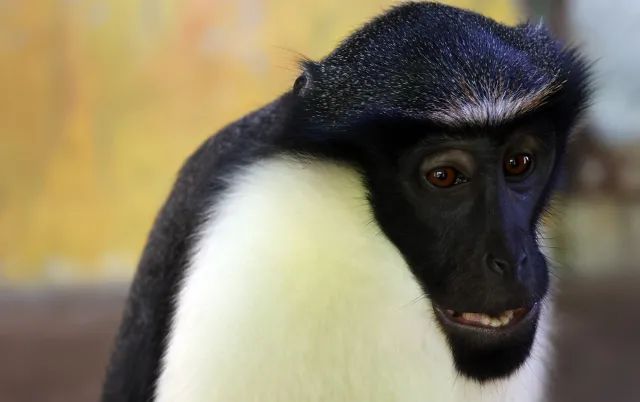 佳能rf100-500mm镜头拍鸟,佳能长焦相机100倍