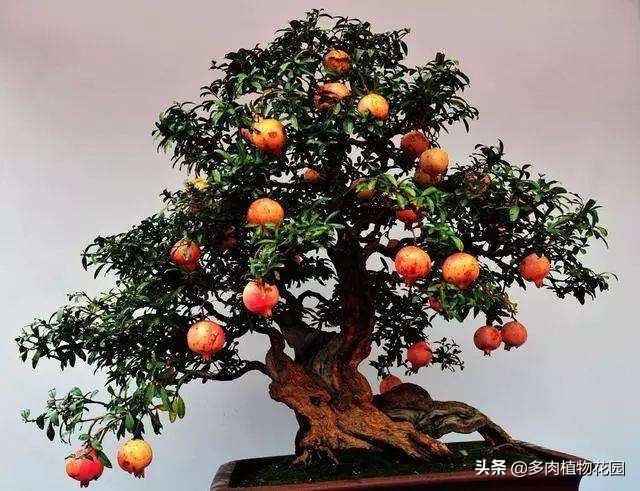 盆栽石榴怎样保花保果,盆栽石榴结果期如何管理