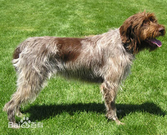 不掉毛无体味性格温顺的小型犬,宠物狗大全表