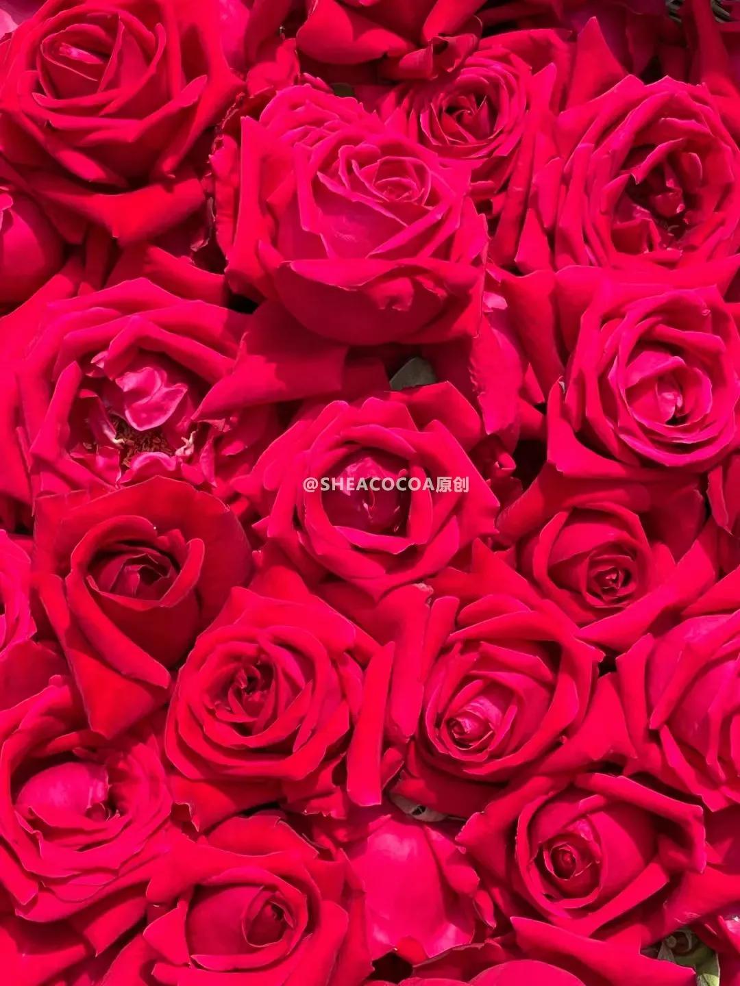 玫瑰细胞液和玫瑰鲜花补水液,玫瑰细胞液保湿