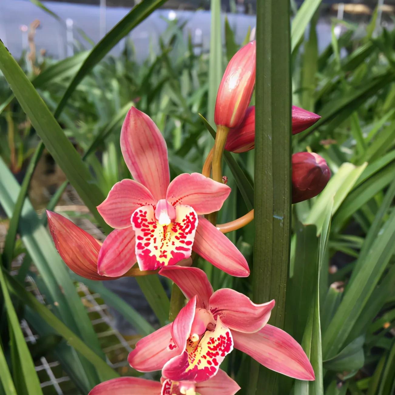 什么兰花最好养又香又好看,推荐几款香味俱全好养的兰花