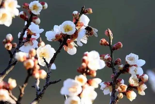 花的好句摘抄大全优美,关于花的好词好句10个字