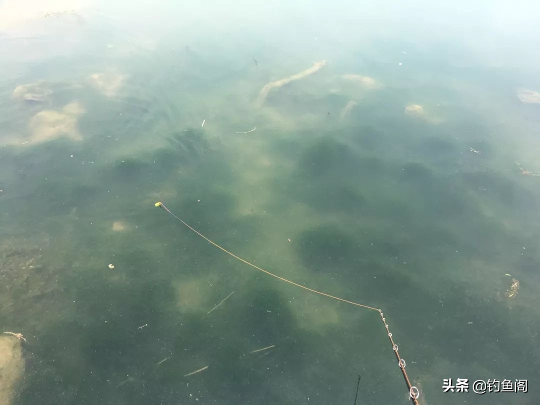 雷强钓黑鱼用几号pe线最好,雷强钓黑鱼的技巧攻略