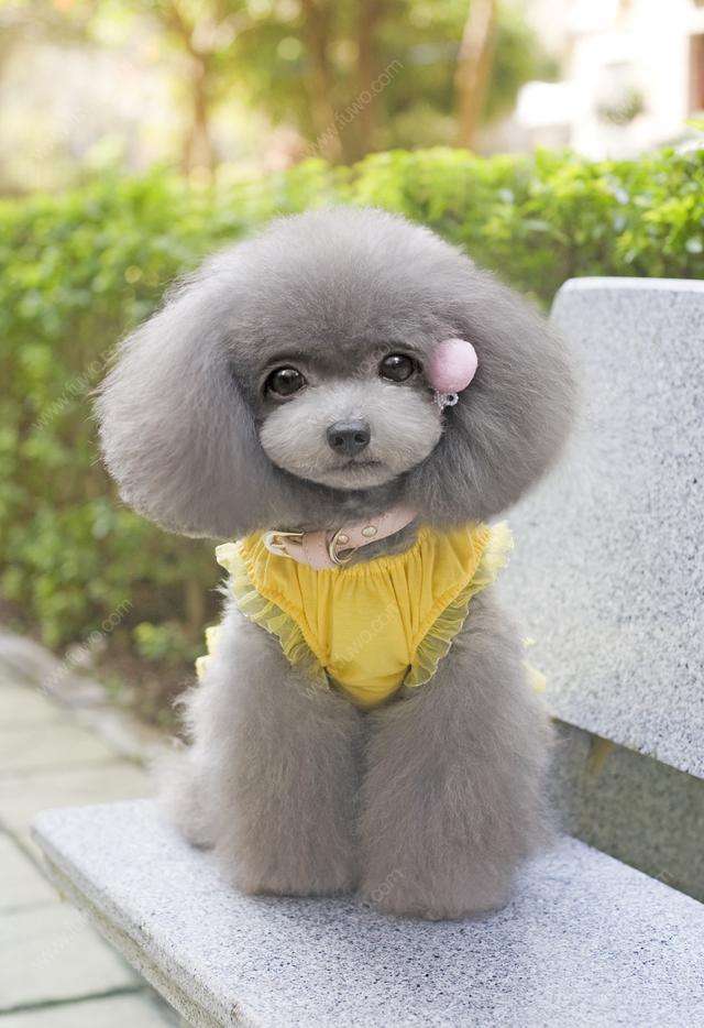 泰迪可以做比熊造型么,自己在家给比熊做造型