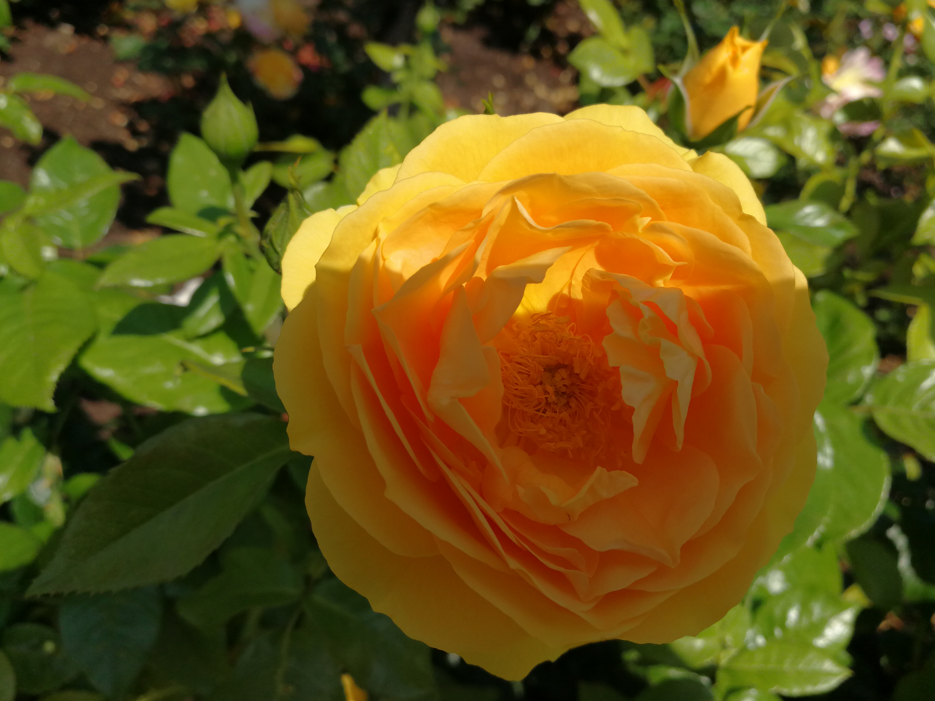 哪些存款是强制性存款,存款限制最新规定