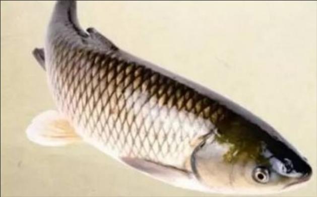 淡水鱼应激死亡症状及治疗,淡水鱼孢子虫