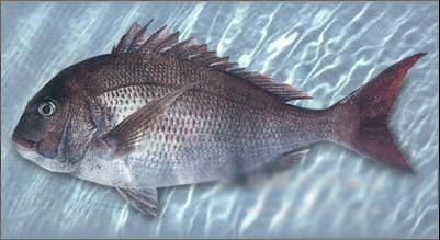 蓬莱人最爱吃的早餐蓬莱小面,真的不来蓬莱吃一碗蓬莱小面吗