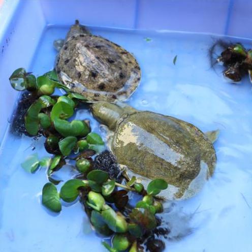 最赚钱的养殖甲鱼火爆,致富经养甲鱼年赚千万