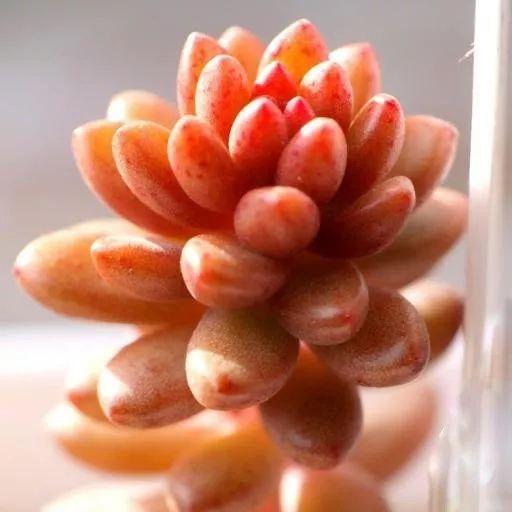 几款好看又好养的多肉,好养且易爆盆的多肉