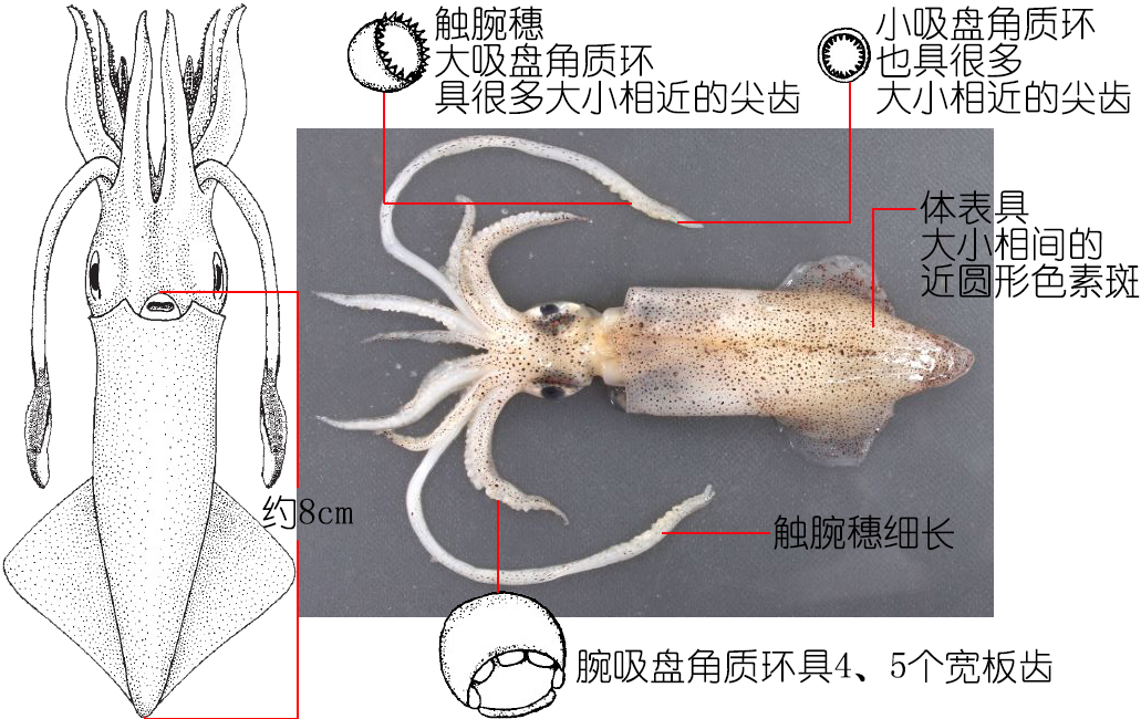 海鲜认识和吃法,海鲜解析