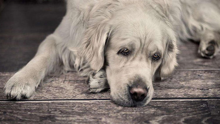 小狗得了细小能自己扛过去吗,狗狗得了细小打血清效果好吗