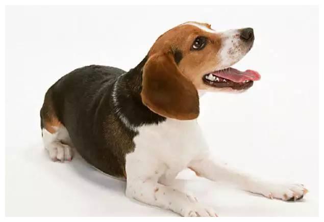 狗狗品种大全及介绍,狗狗品种大全带你走进狗狗的世界