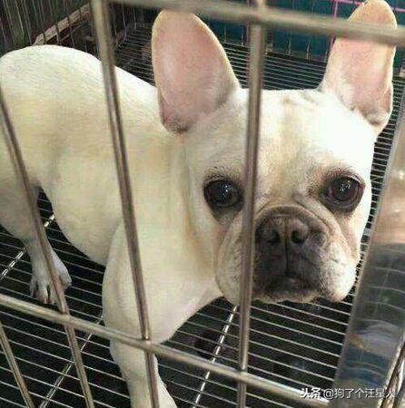 关于法国斗牛犬你不知道的5件事,法国斗牛犬注意事项