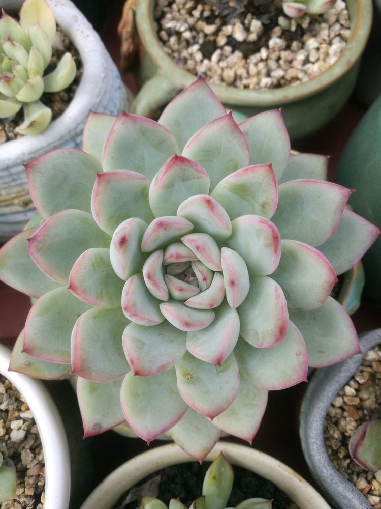 误打误撞的多肉情缘,带我走进多肉小世界!