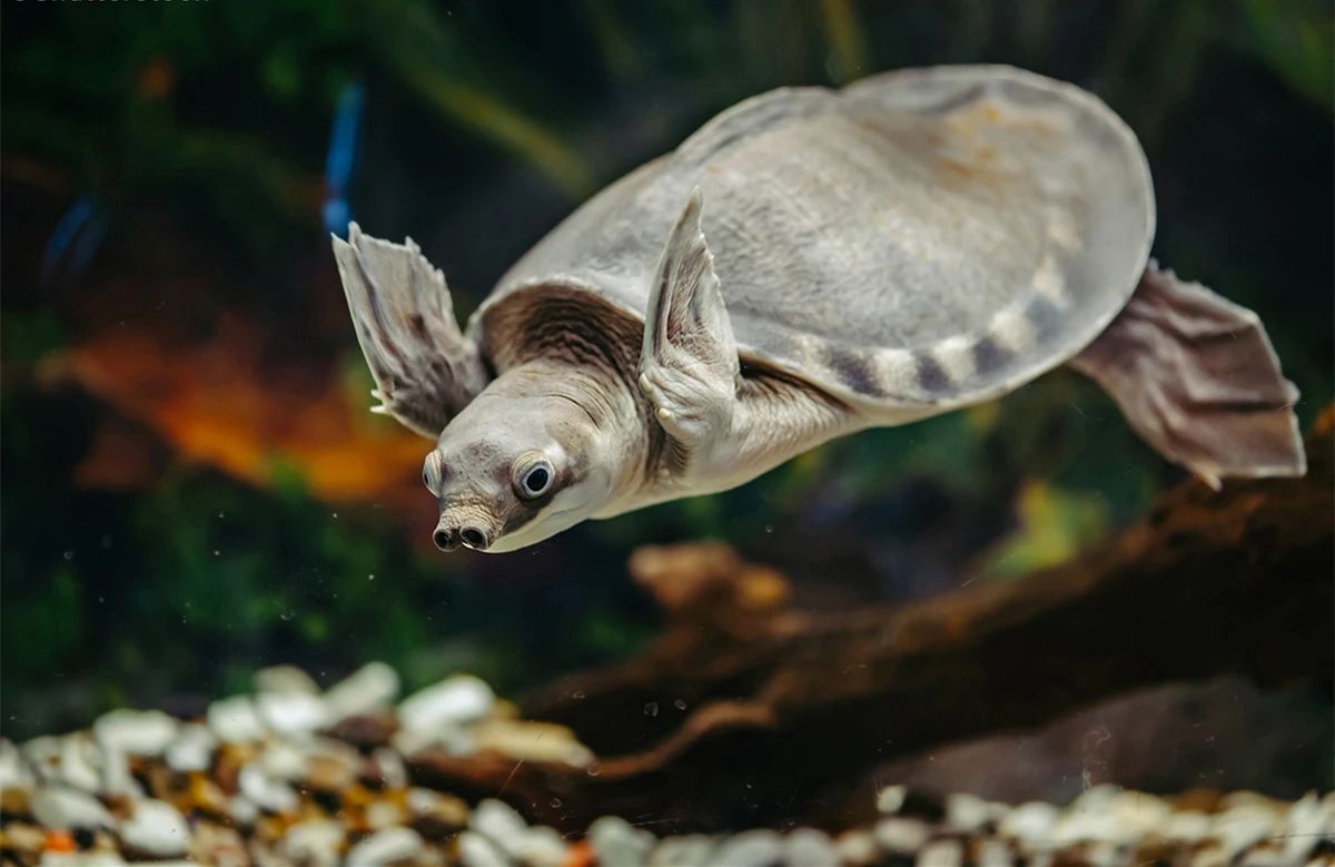 淡水河一霸!什么才算猪鼻龟的完美生活?