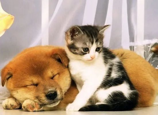 深圳禁食猫狗,我国有规定猫狗禁止食用吗