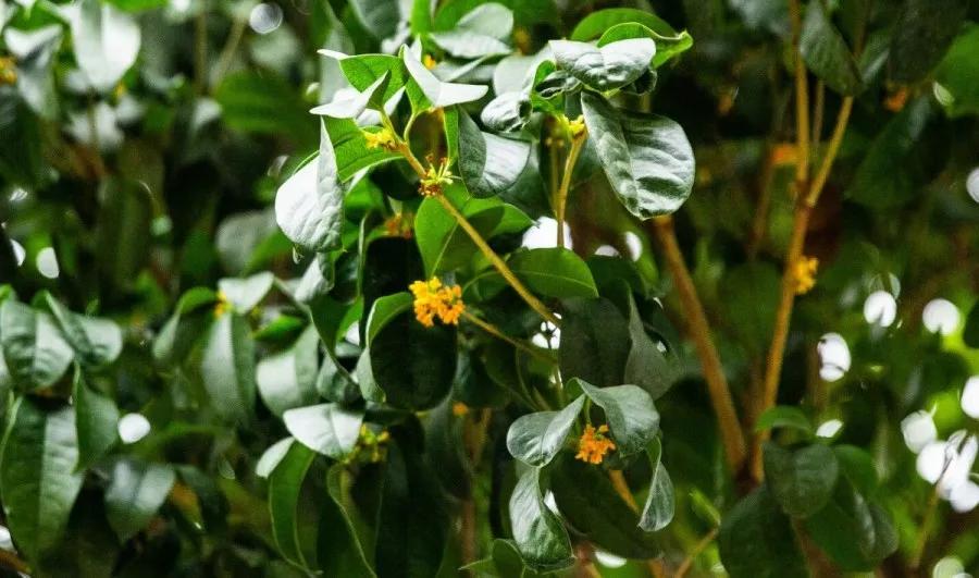 南京腊梅最佳观赏时间,南京赏梅花景点推荐