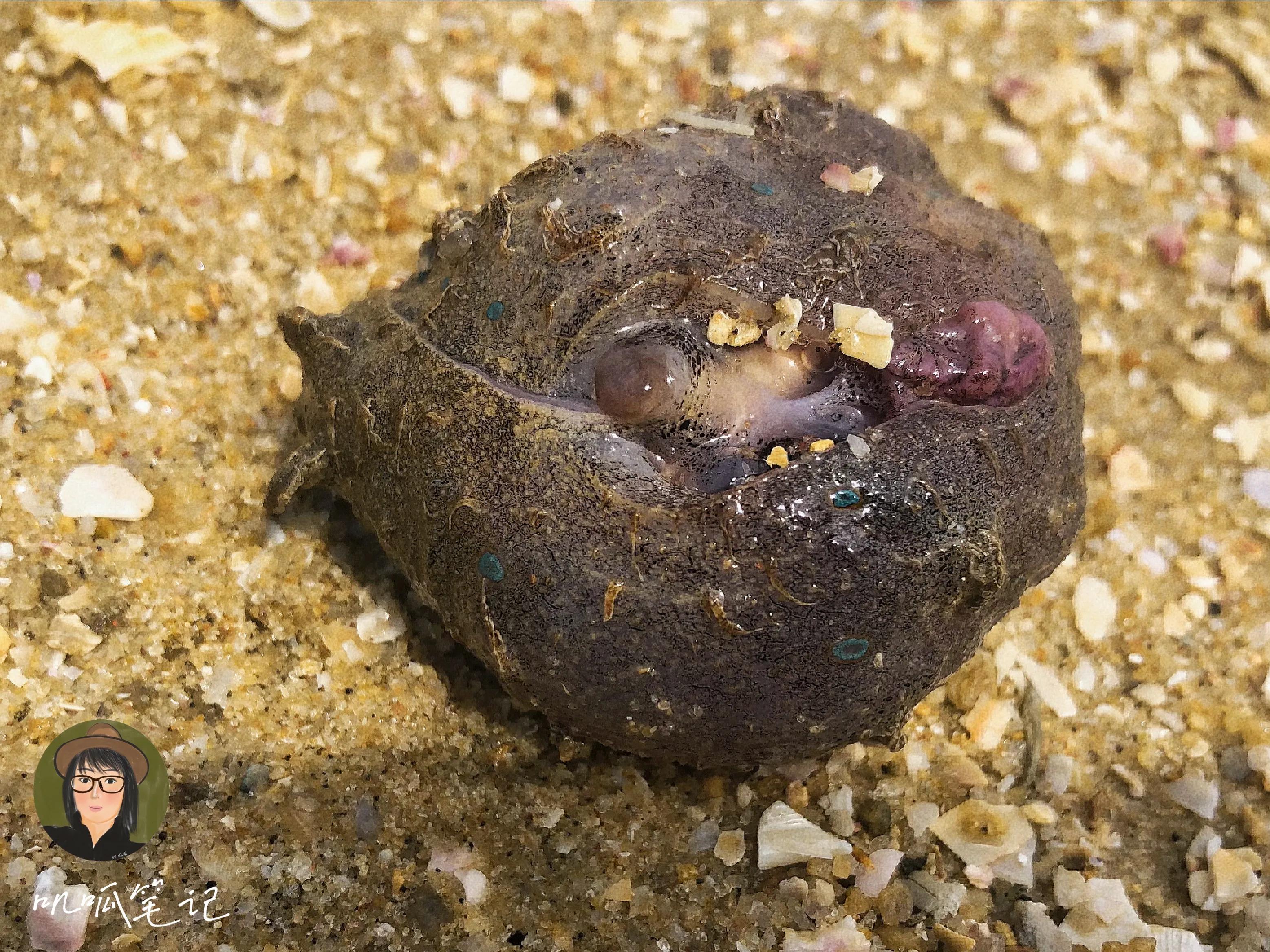 这些海洋里的生物你都见过吗,海洋生物你们有见过吗