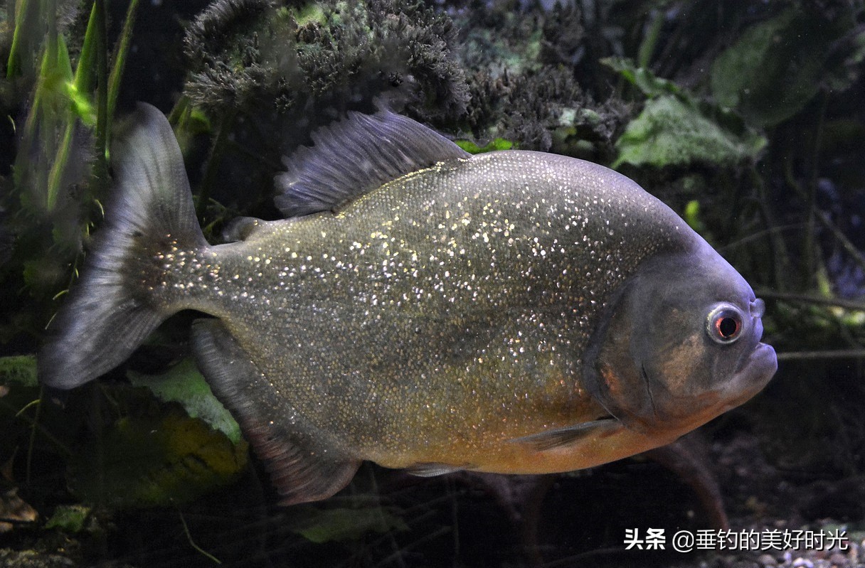 现在的鲳鱼是以前的食人鱼吗,与食人鱼非常相似的鲳鱼