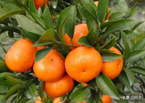 砂糖橘被老农称为杀人橘,砂糖桔又称杀人桔