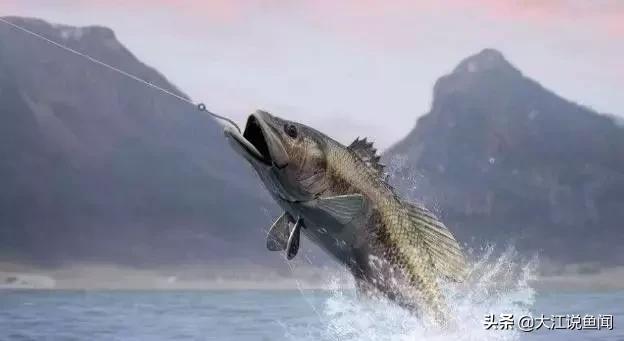 窝子有鱼不开口什么原因,窝子有鱼不咬钩的方法