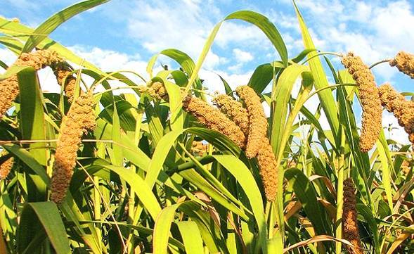 “金珠”不换的沁州黄，为什么如此受欢迎