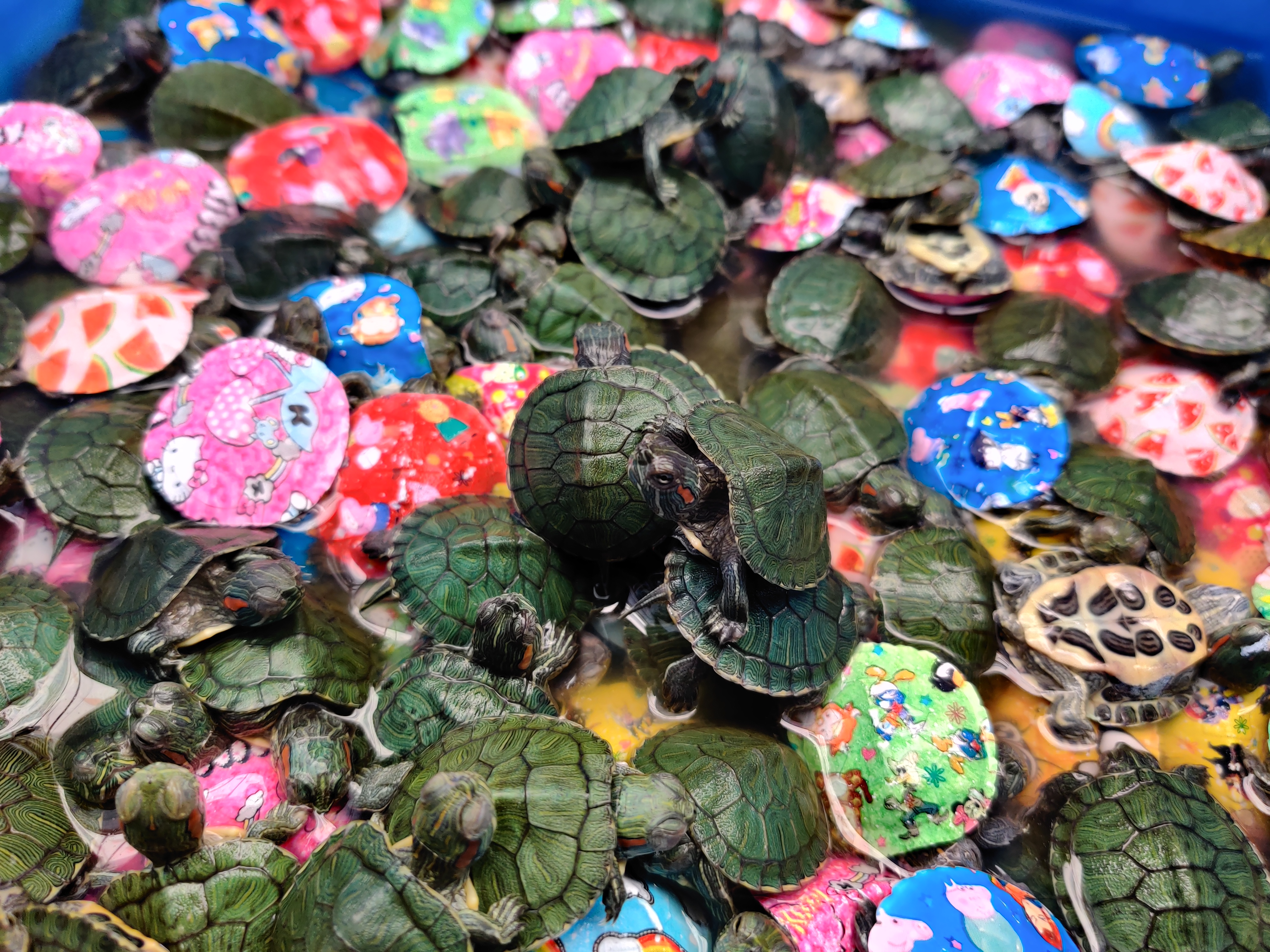 养乌龟新手入门养什么龟比较好,养乌龟新手应该买什么样的龟