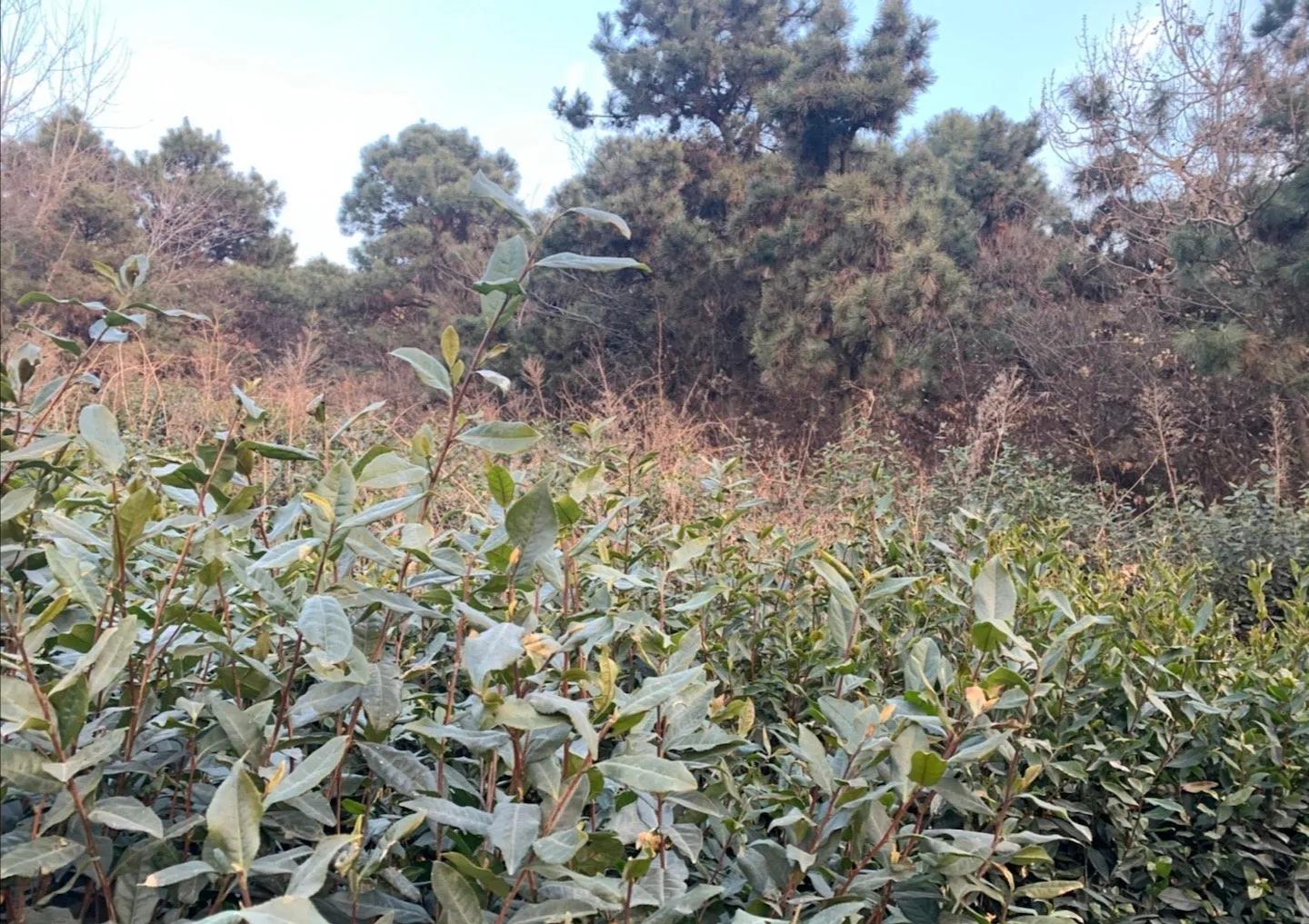 山东日照好的茶叶品种是什么,山东有名的茶叶是什么茶