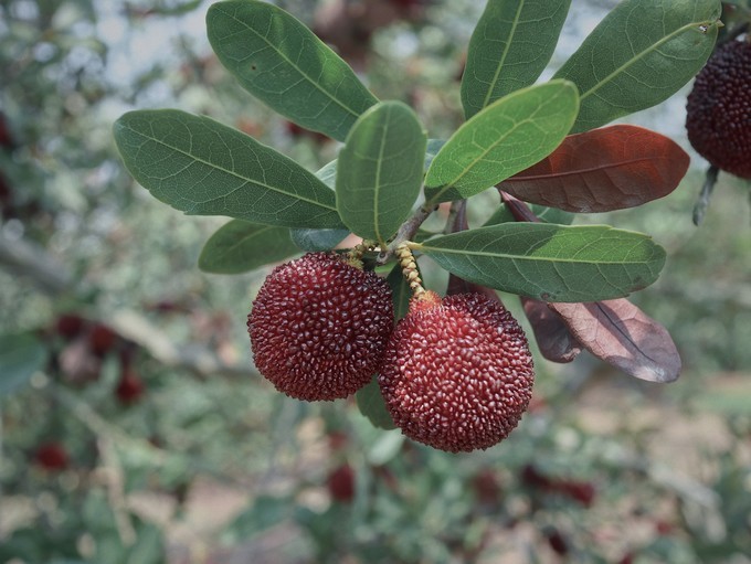 携家带口游火山岛,火山岛旅游攻略自由行包车