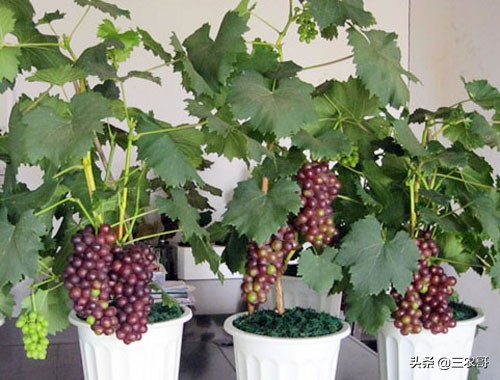 农村适合年轻人创业小项目,农村适合穷人的18个创业项目