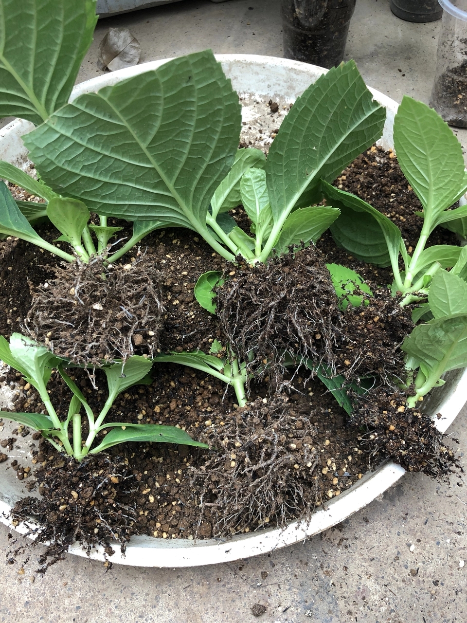 秋天扦插花苗,秋天扦插的小苗