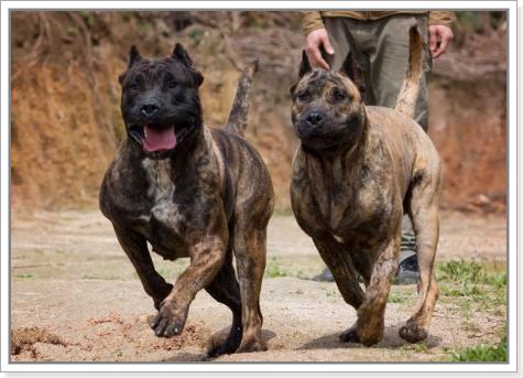 碰到恶狗咬人怎么保护自己,遇到恶犬如何防止被咬