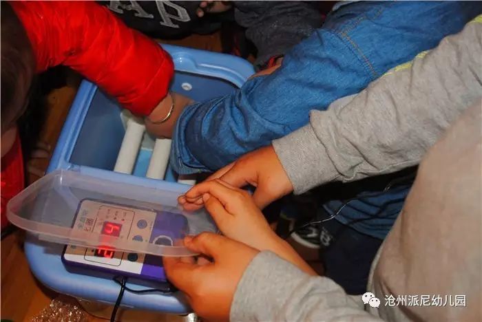 生命教育孵蛋,生命教育课程孵小鸡