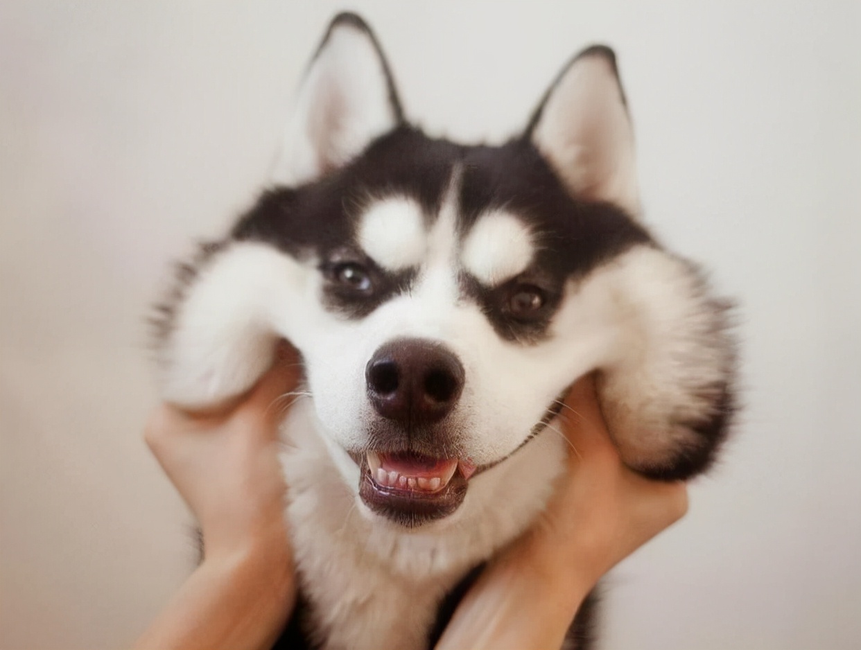 哈士奇特别瘦怎么回事,哈士奇偏瘦掉毛是怎么回事