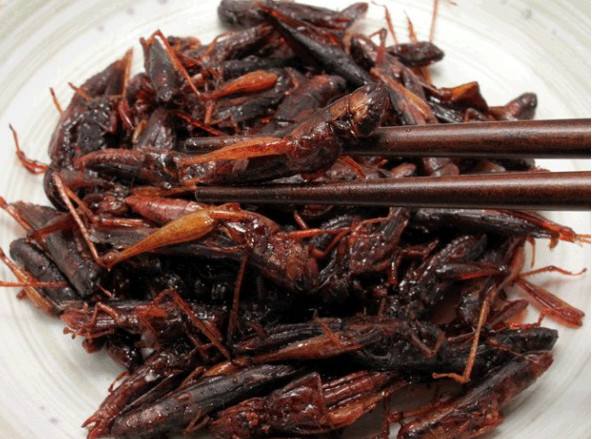 蝗虫的营养及药用价值,哪个品种蝗虫有药用价值