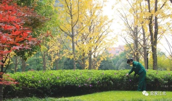 江北小区最新事件,江北小区最近发生什么事了