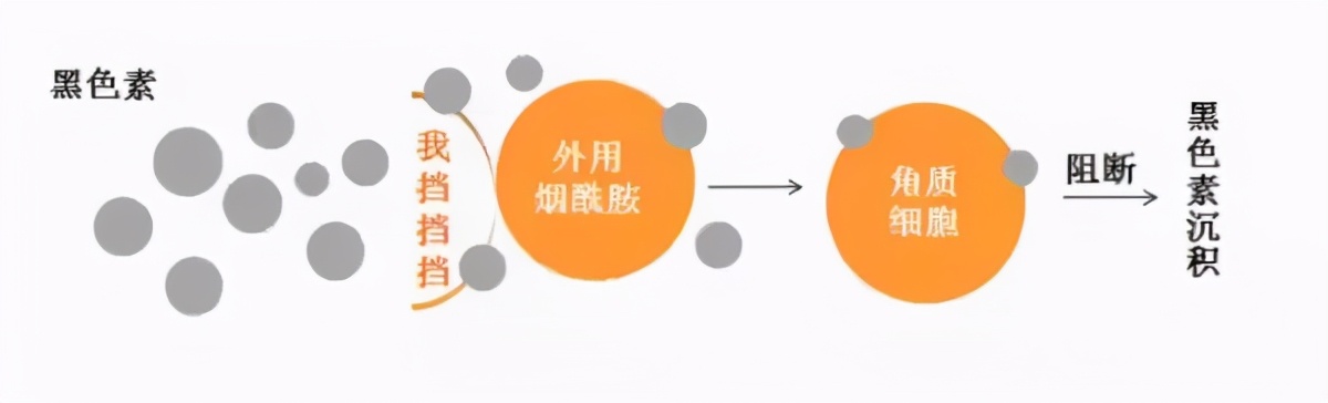 药学博士推荐祛斑,美白淡斑成分测评