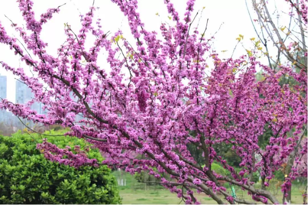 看到花的时候，不知是什么花？那就收下这份百花图谱