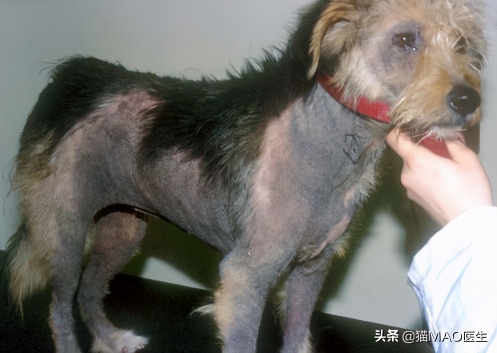 犬皮肤发黑怎么治疗,犬皮肤黑色素沉着