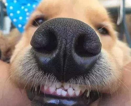 一口黄牙毁了一张脸视频,一口黄牙影响颜值