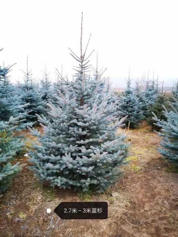 挪威云杉夏天怎么养,挪威云杉温和净肤