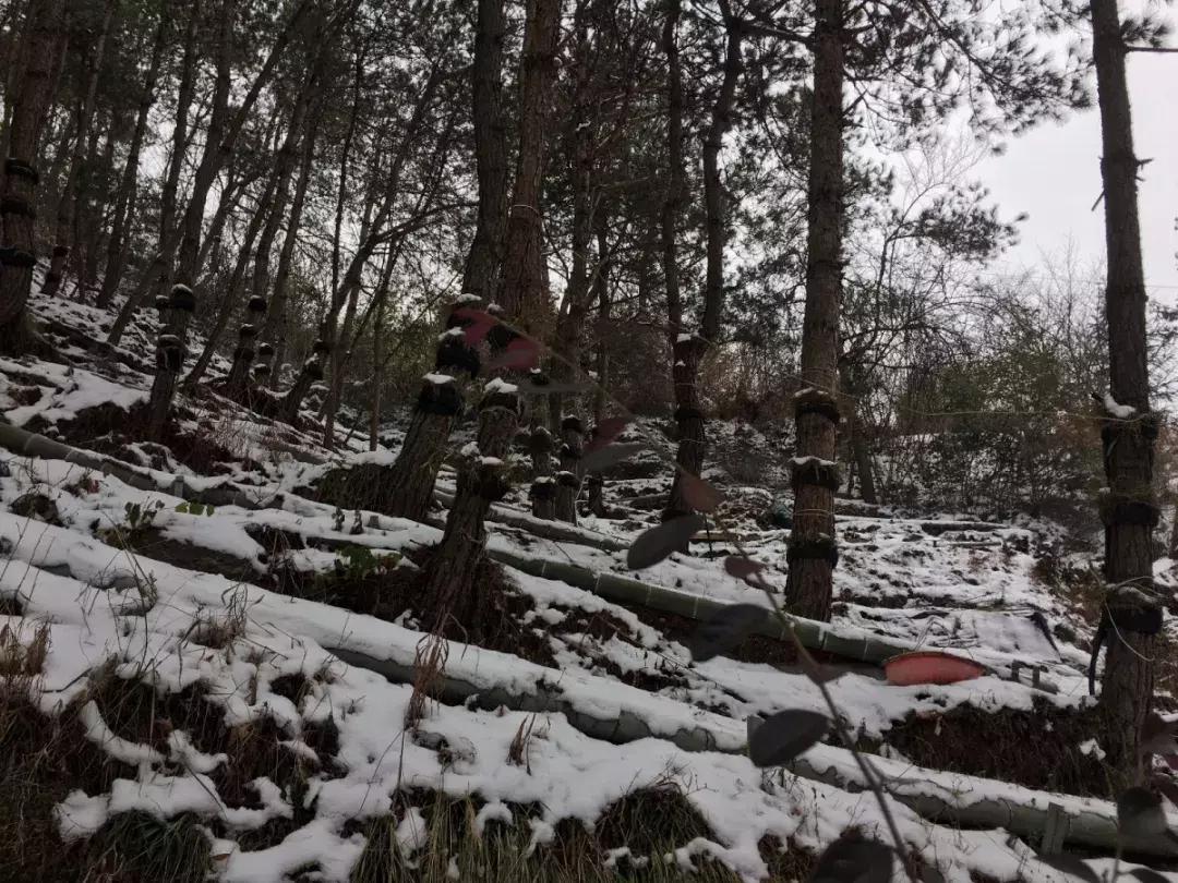 常吃可以养胃抗衰老,养胃润肺中药泡茶方子